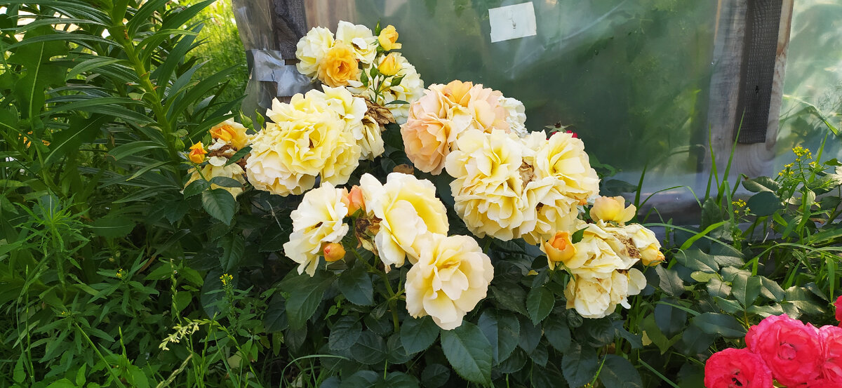 Роза флорибунда.