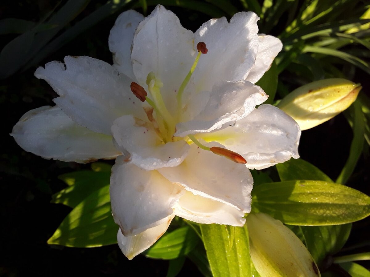 Лилия восточная, сорт Snowboard