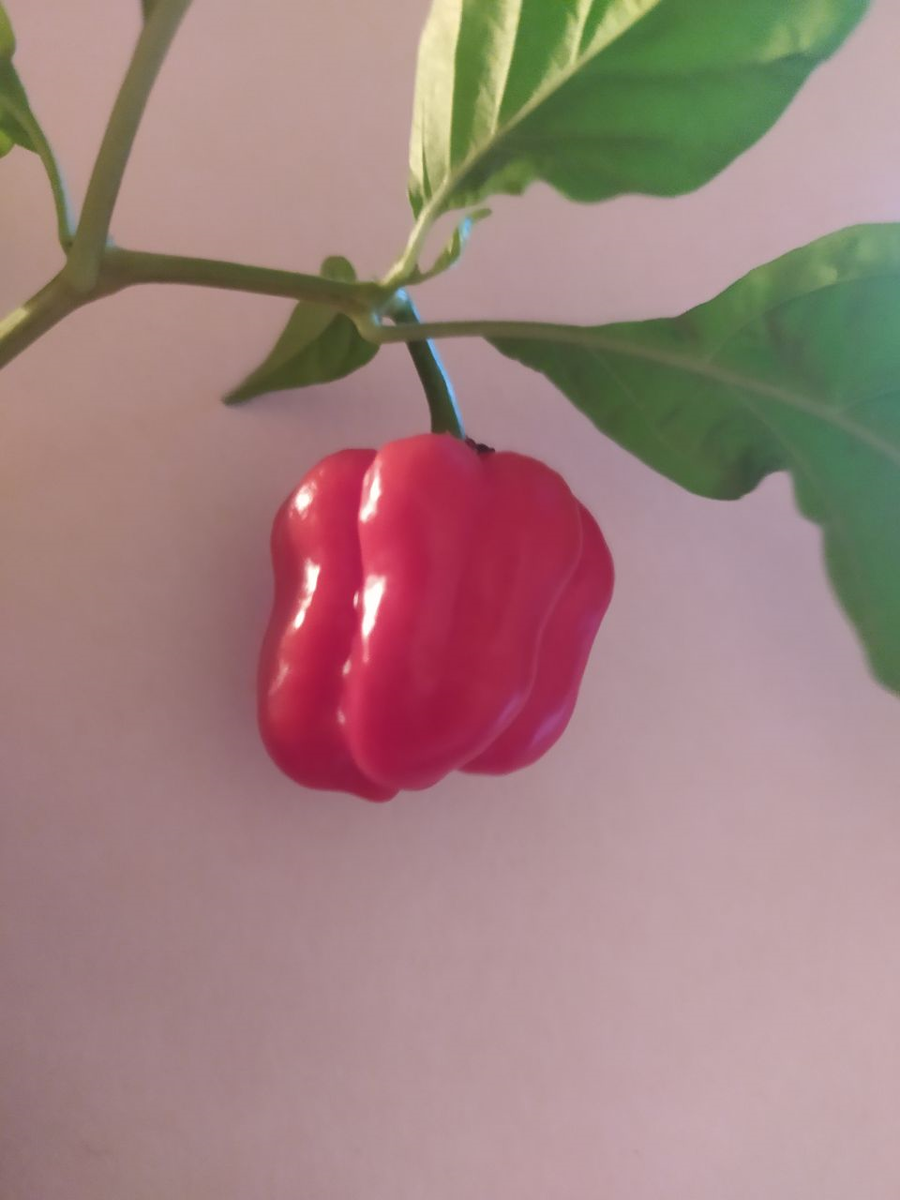 Наша прелесть!