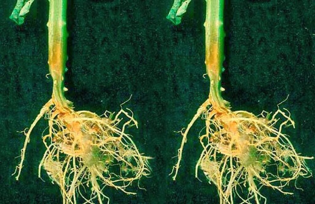 Фузариозное увядание томатов. Фузариозное увядание арбузов. Белая гниль (склеротиниоз) огурцов. Белая гниль растений. Корневая гниль рассады огурцов.