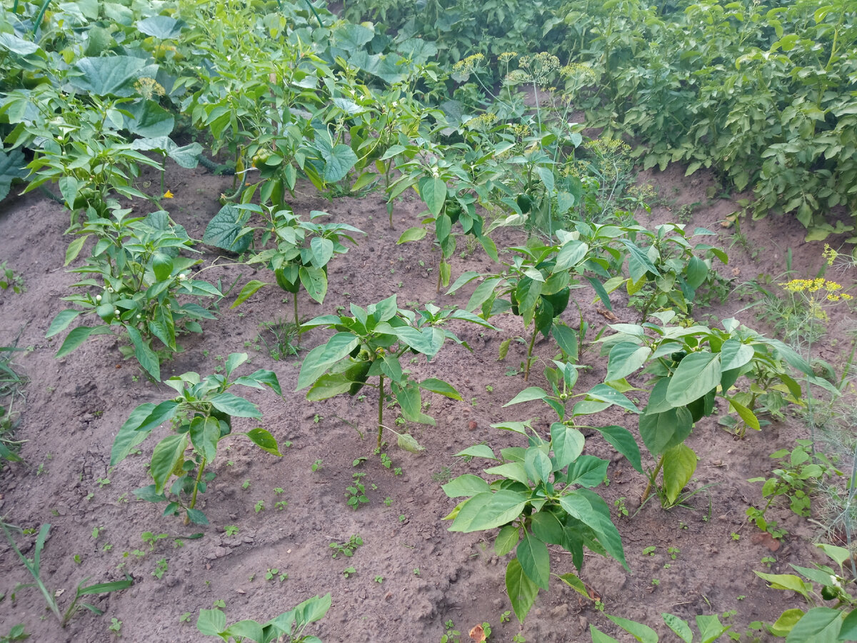 Перцы после подкормки в конце иля