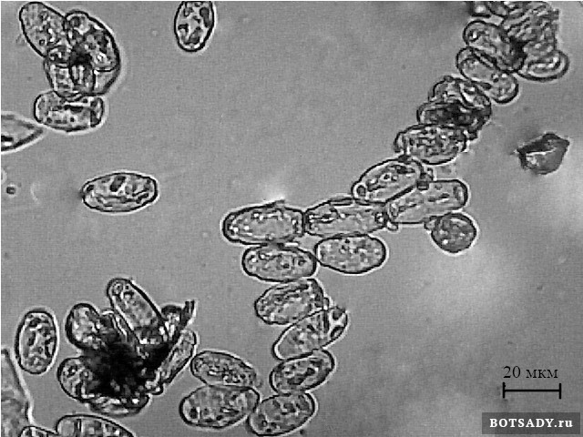 Возбудители мучнистой росы на боярышнике