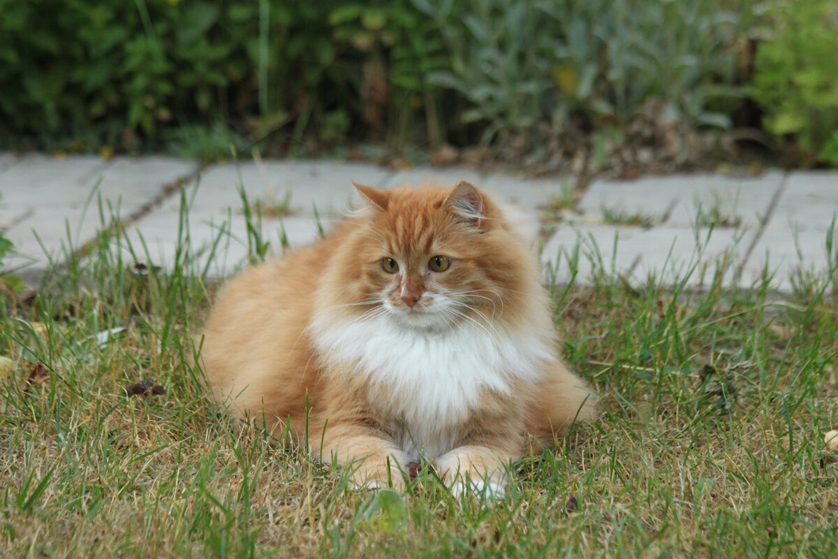 Беша. Фото автора