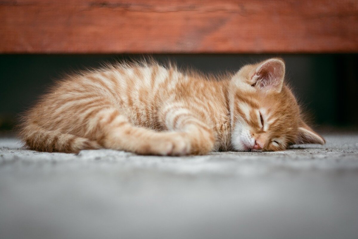 Фото: pixabay.com
