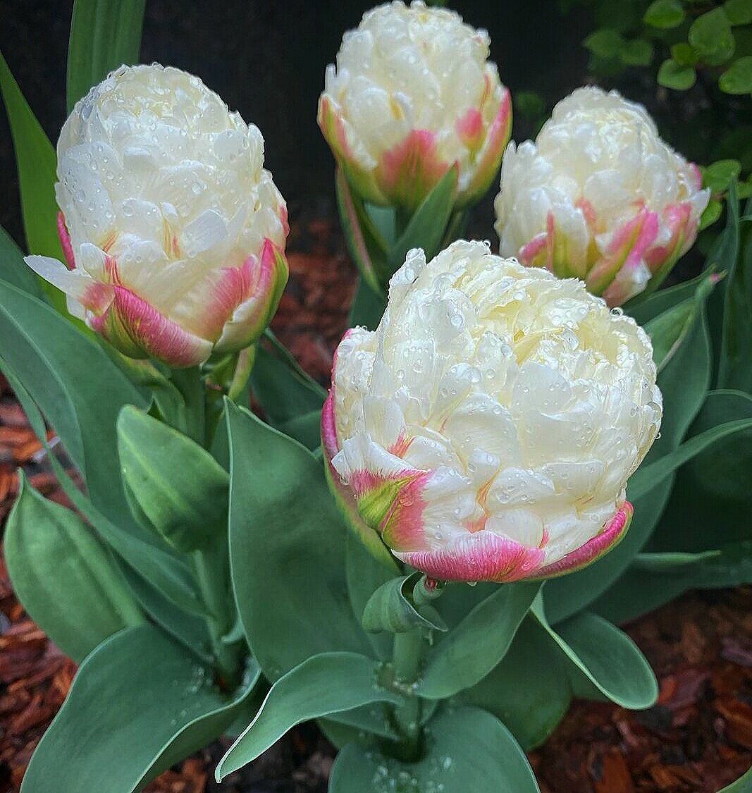 Тюльпаны Айскрим