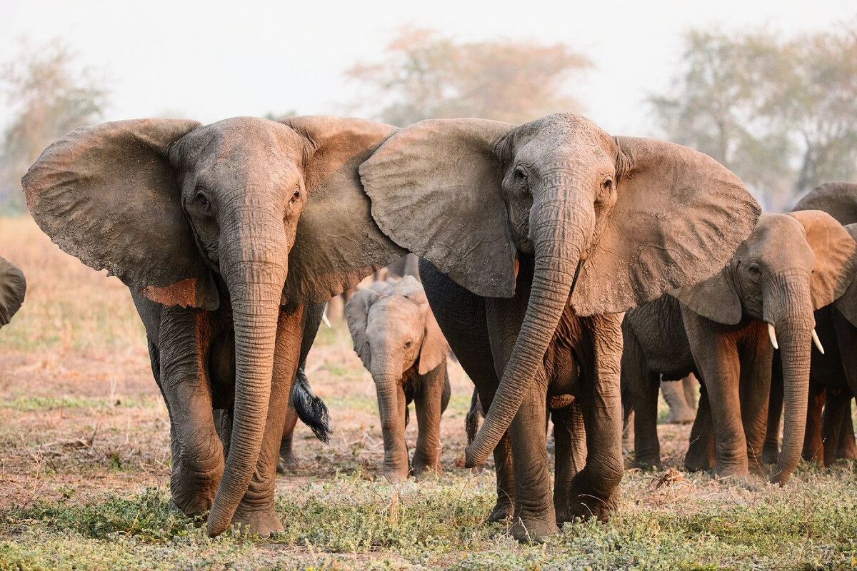 Самки слонов без бивней стали встречаться гораздо чаще после того, как интенсивное браконьерство сократило популяцию слонов в Национальном парке Горонгоза в Мозамбике на 90 процентов.