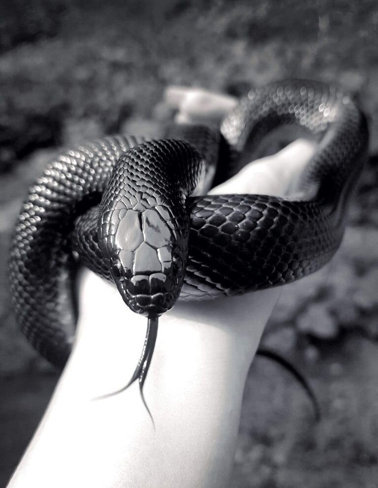 Королевская черная змея или нигрита