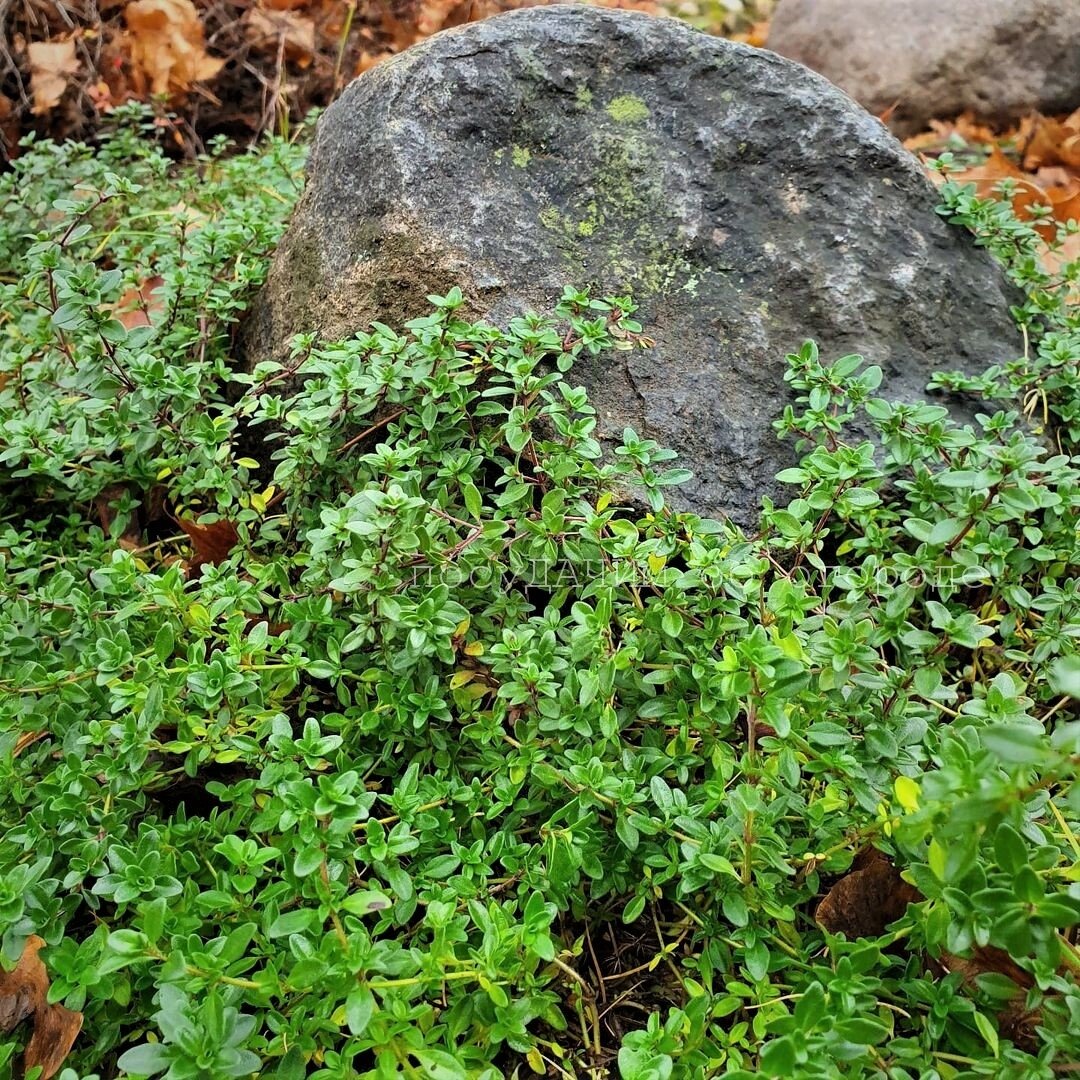 Тимьян летом еще и зацветает 