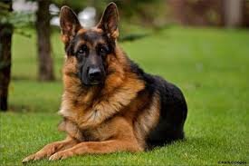 Немецкая овчарка