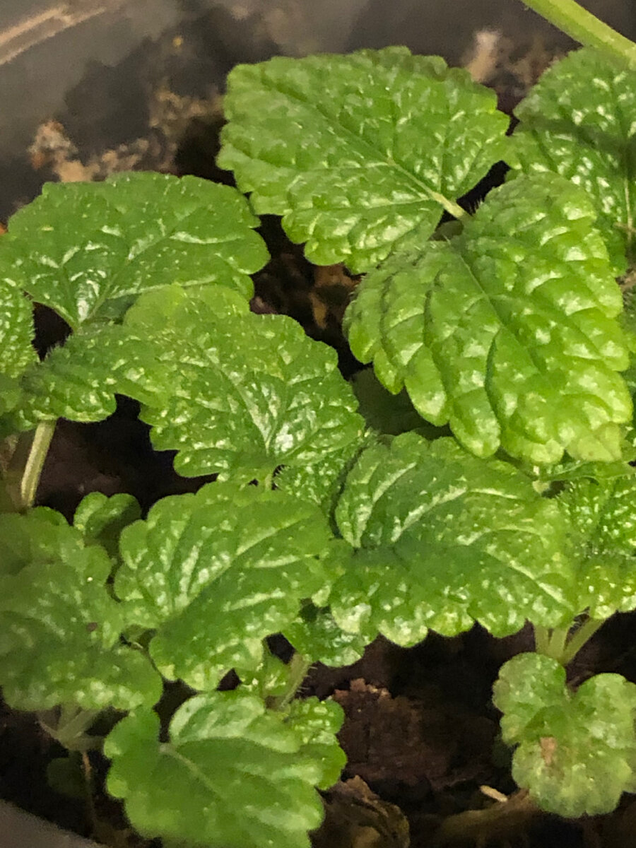 Мелисса лекарственная