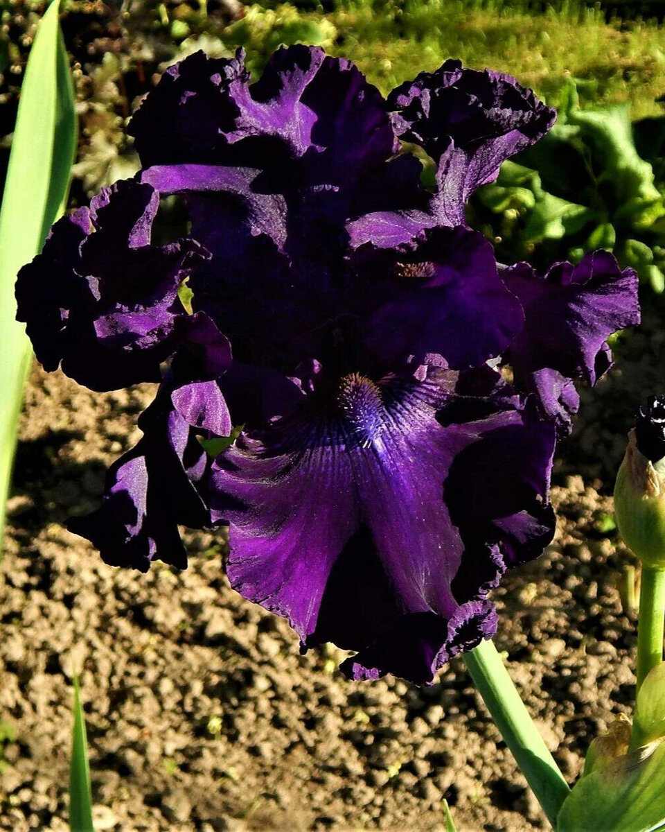 Ирис Aristocracy.