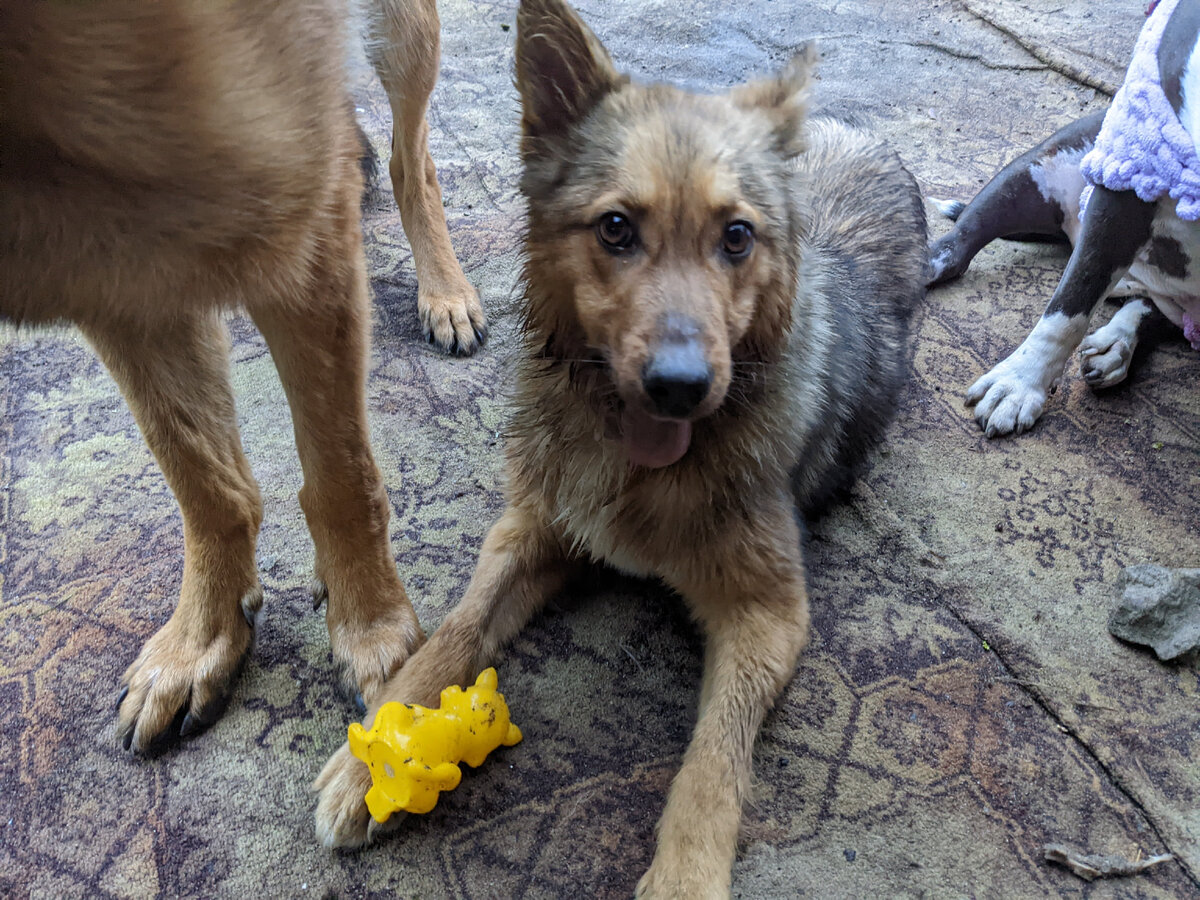 Грейс даже без нижней челюсти умудряется воровать игрушки!