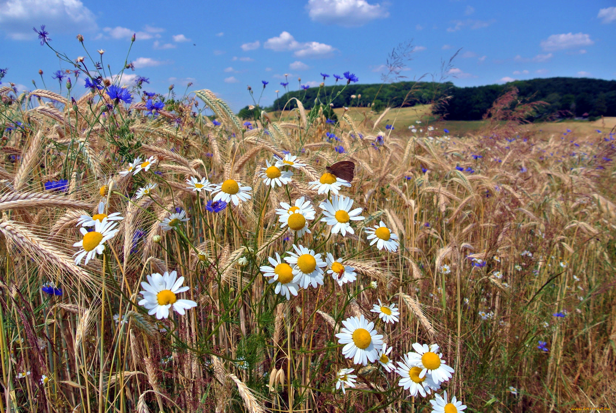 Младшую сестру Танечку всегда тянуло на родину, всегда звала эта красота и раздолье наших полей. Источник: Яндекс. Картинки.