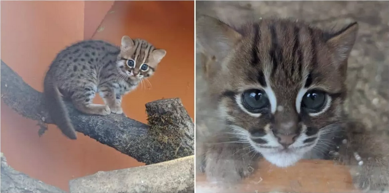 Самая маленькая в мире дикая кошка принесла двух котят в заповеднике |  КотоВедение | Дзен