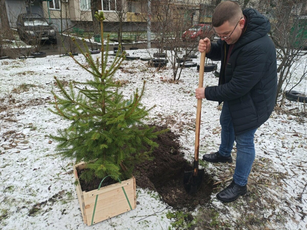 Посадка ели. Посадка елок. Высаживание елок. Сажаем елки. Рассадить елку.