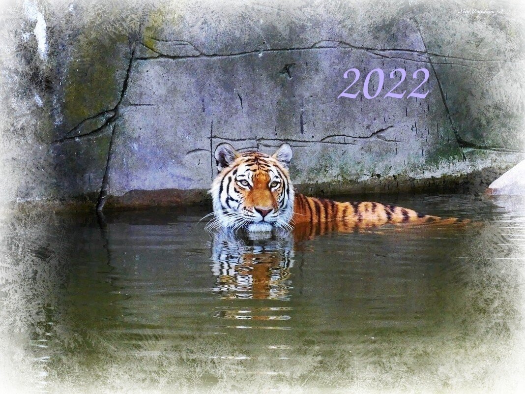 C наступающим годом водяного тигра, дорогие друзья! Здоровья, счастья, любви, радости, удачи всем нам в Новом году!