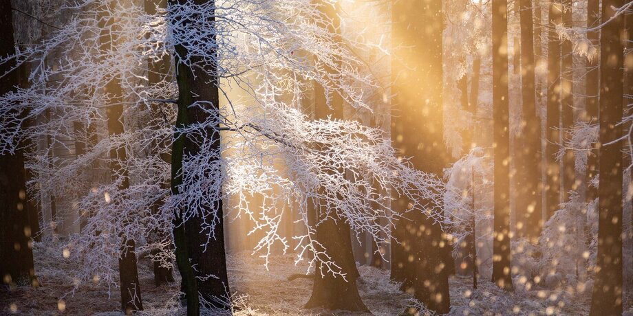 "Жар инея" фотограф: Руперт Коглер