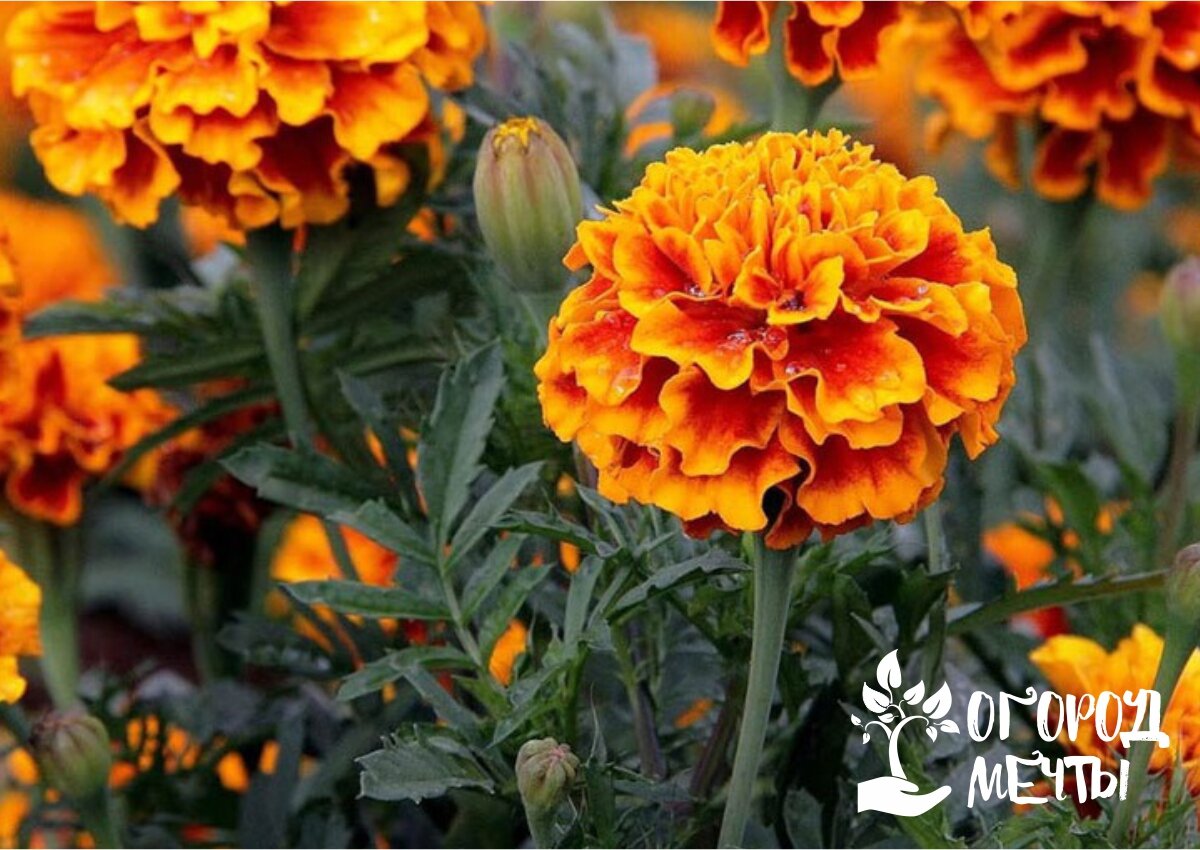 Бархатцы - самые яркие цветы на дачной клумбе! Лучшие сорта бархатцев для удачной цветочной композиции
