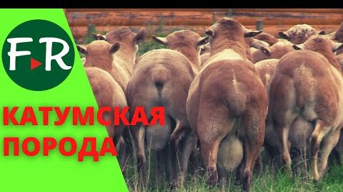 СуперЭлита! Катумские племенные бараны, маточное поголовье и отборные, элитные ярки на племя