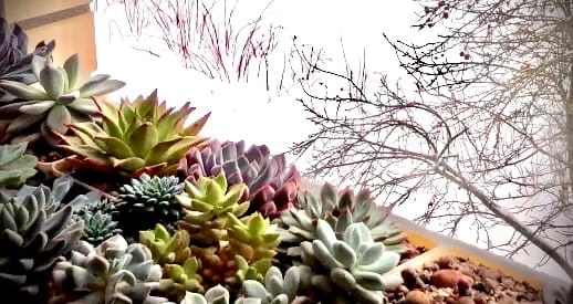 Мои «Суккуленты» в декабре 2021 года…
