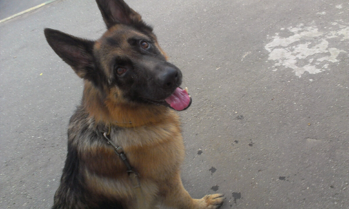 Лайф, ныне покойный. Фото, сделанное летом 2013 года.