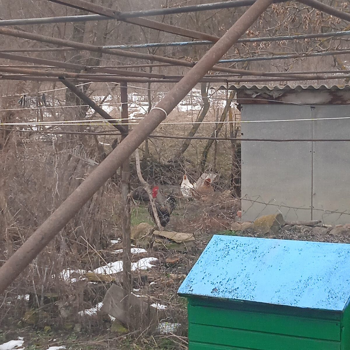 Вот курей завела..  Шучу, это чьи-то во двор зашли)