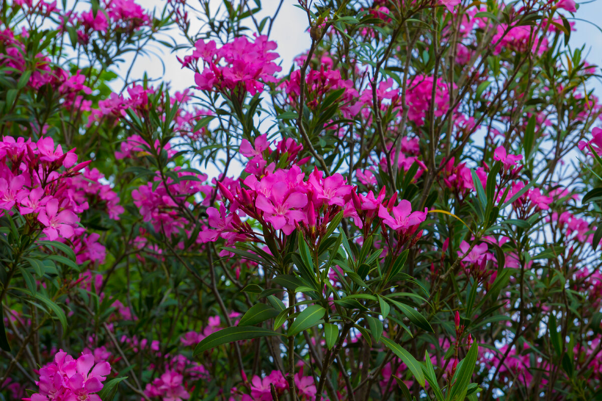 Олеандр лиловый 