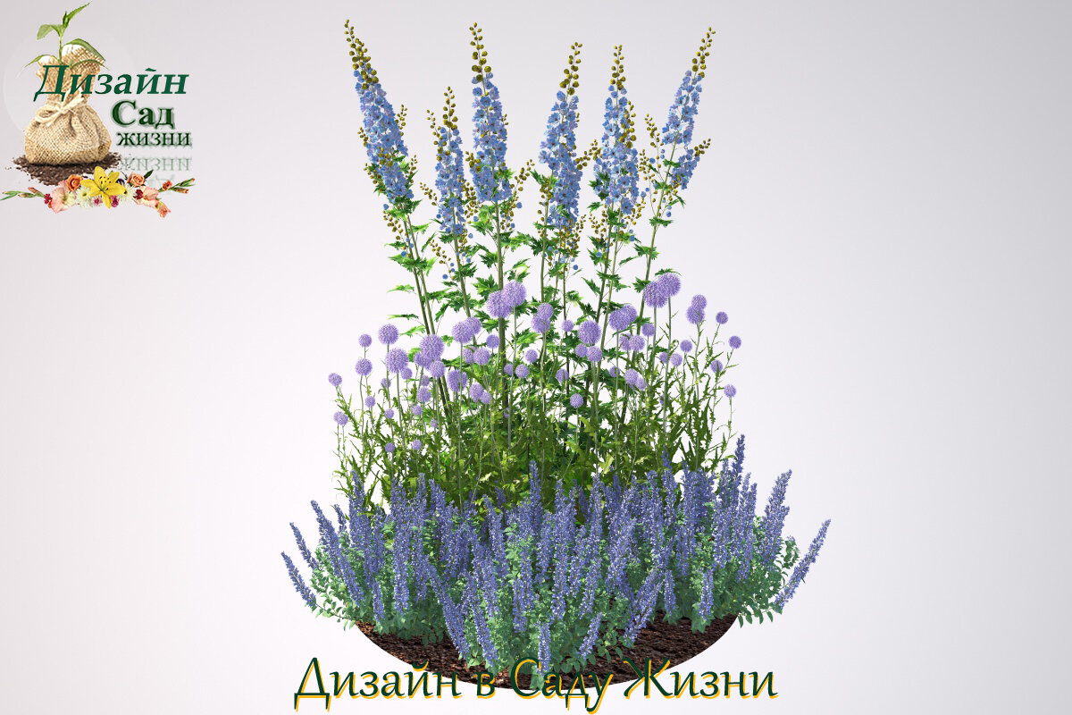 Дельфиниум, котовник и мордовник