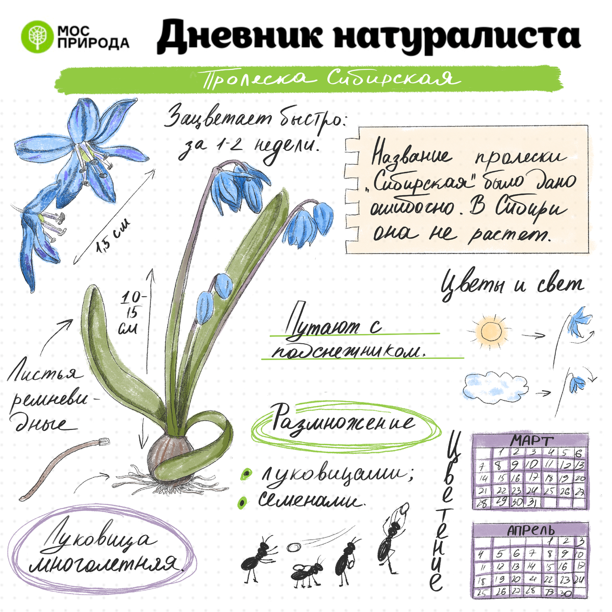 Дневник натуралиста»: на природных территориях Москвы вскоре зацветут  растения | Природа Москвы | Дзен