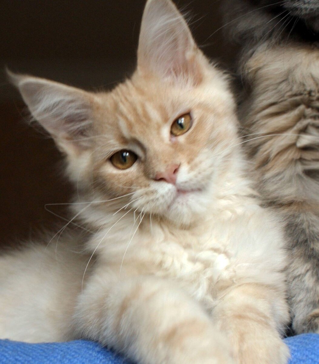 Фото из личного архива. Дамбо Котоамацуками
