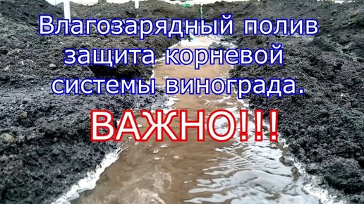 ВАЖНО!!! Влагозарядный полив, защита корневой системы винограда.