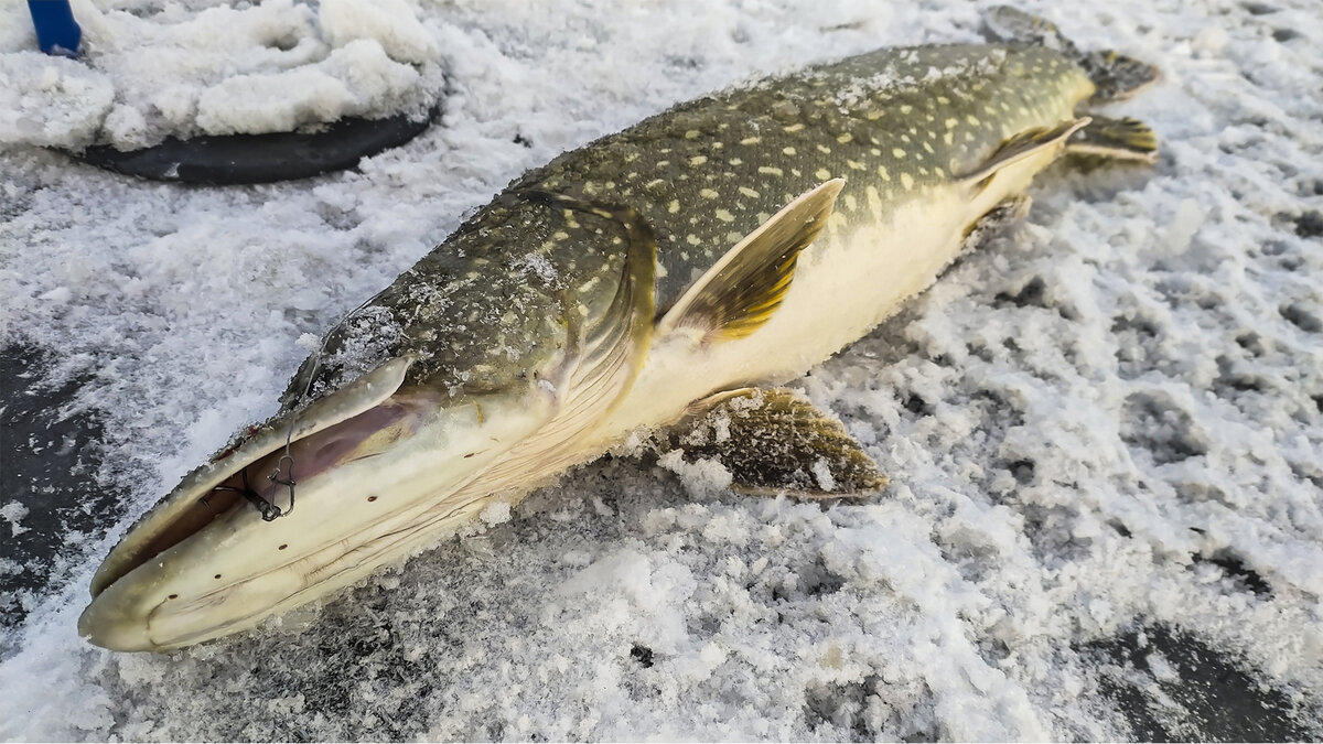 Рыбалка на жерлицы