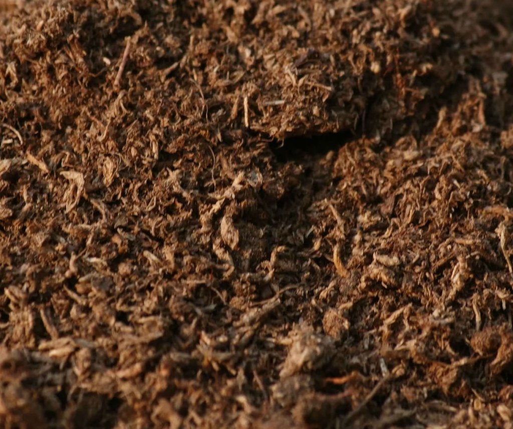 Правильная почва для посадки голубики