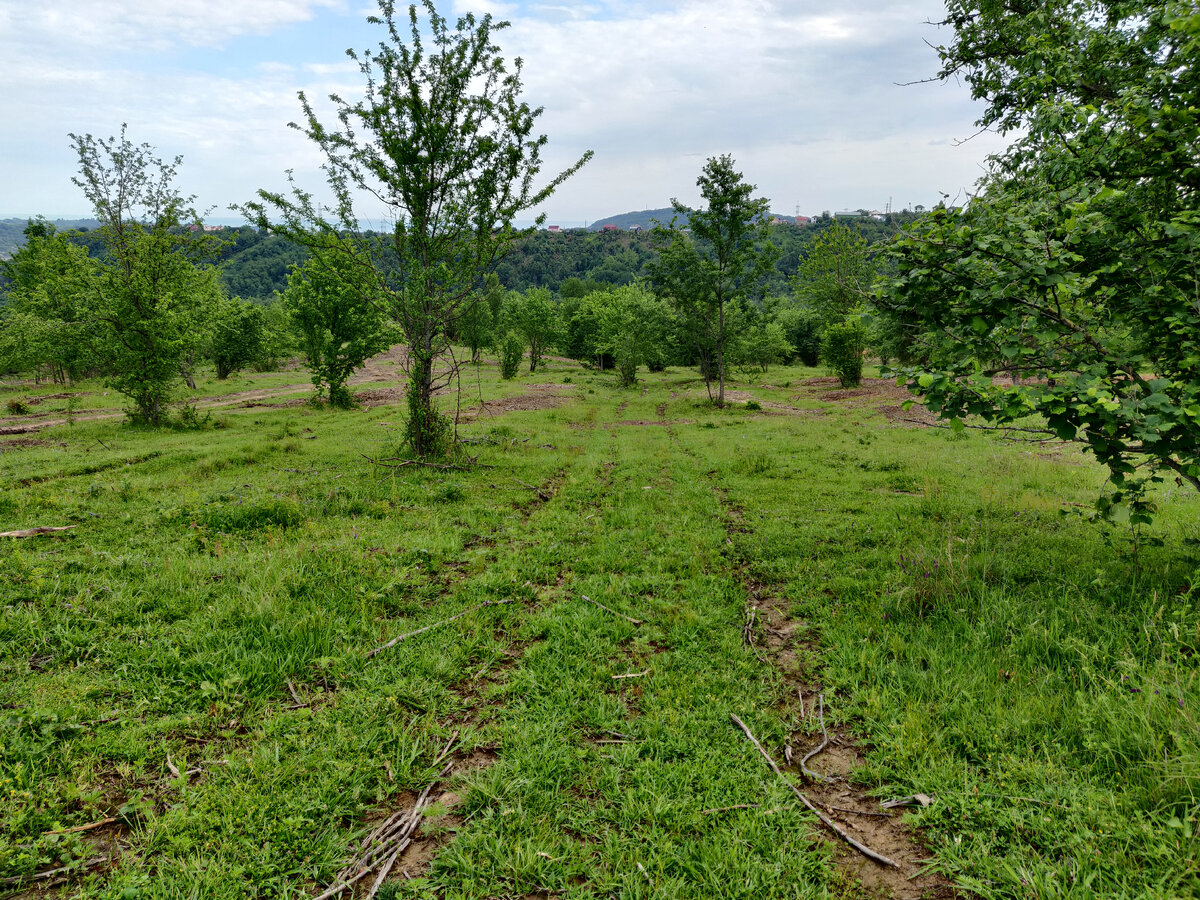 Участок на территории СНТ Сочи