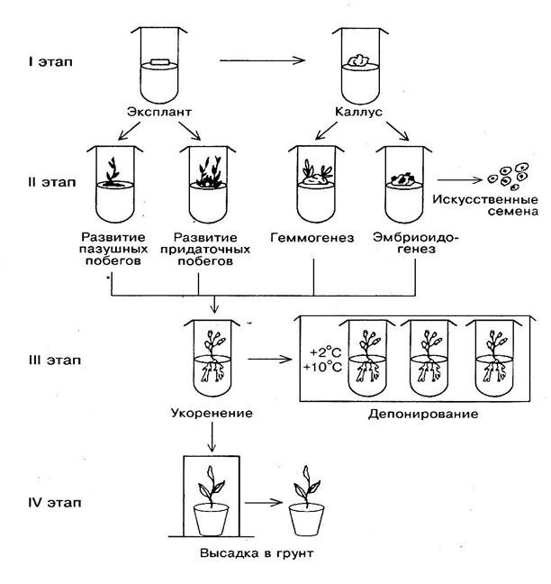 Схема микроклонального размножения растений