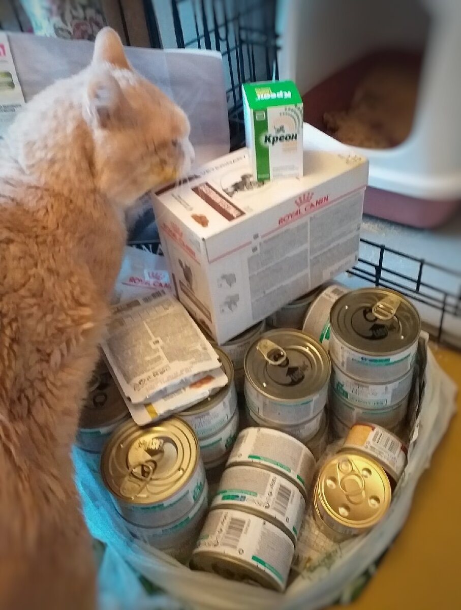 © ВСЕ ОТТЕНКИ КОШАЧЬЕГО. Кот Сугроб радуется своему любимому корму! 😸