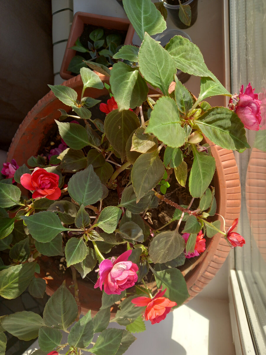 Мой Ванька, здесь подстриженный для черенков. В прошлом году цвел необычайно, похож  на маленький куст с розами. Что примечательно, уход минимальный.