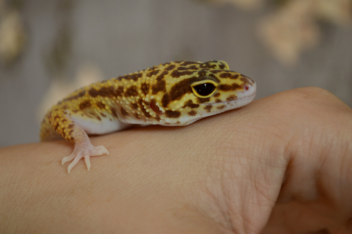 Вега - Mack Raptor 