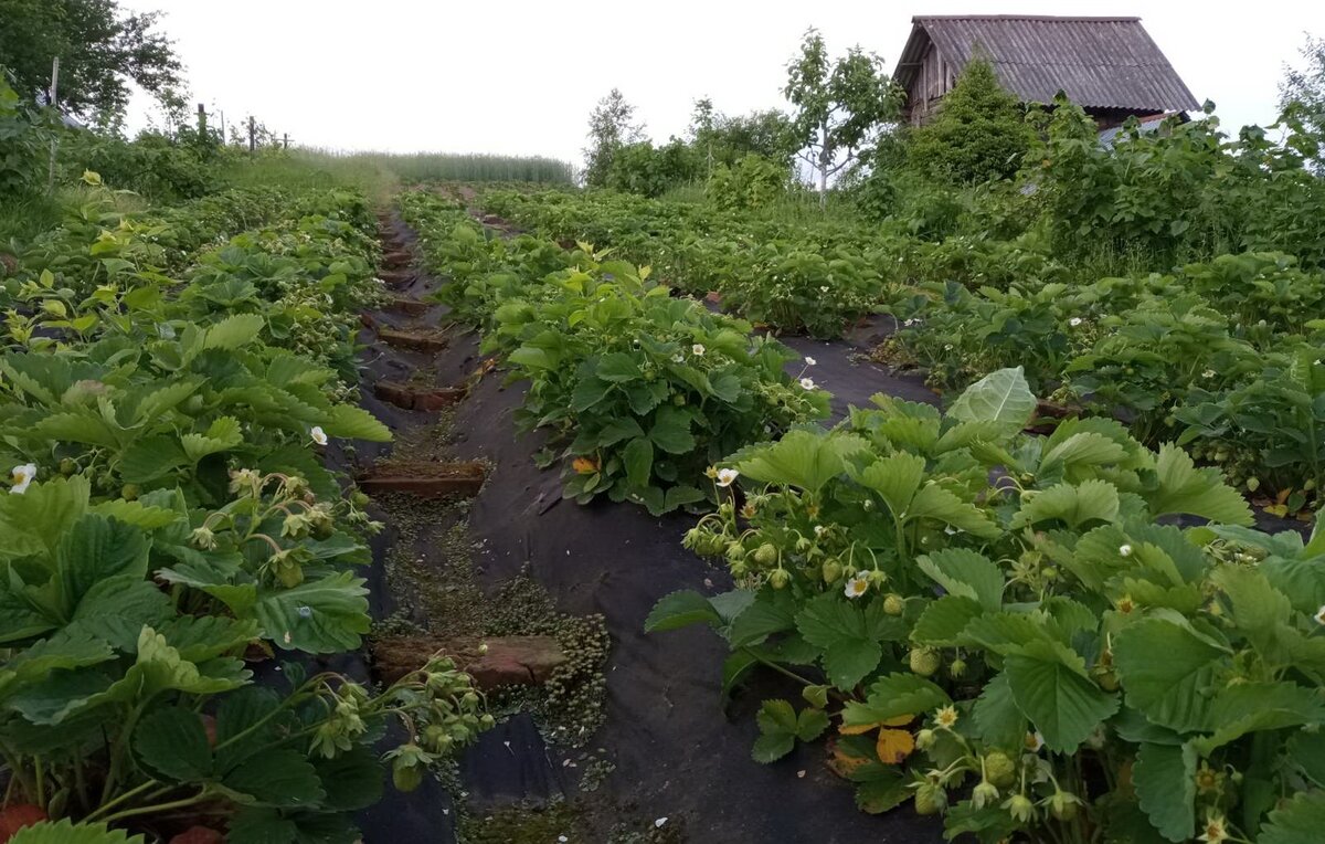 Садовая земляника. Фото: Дмитрий Кастрицкий