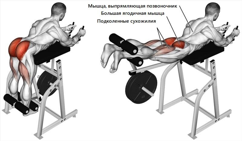 Рабочие мышцы при обратной гиперэкстензии