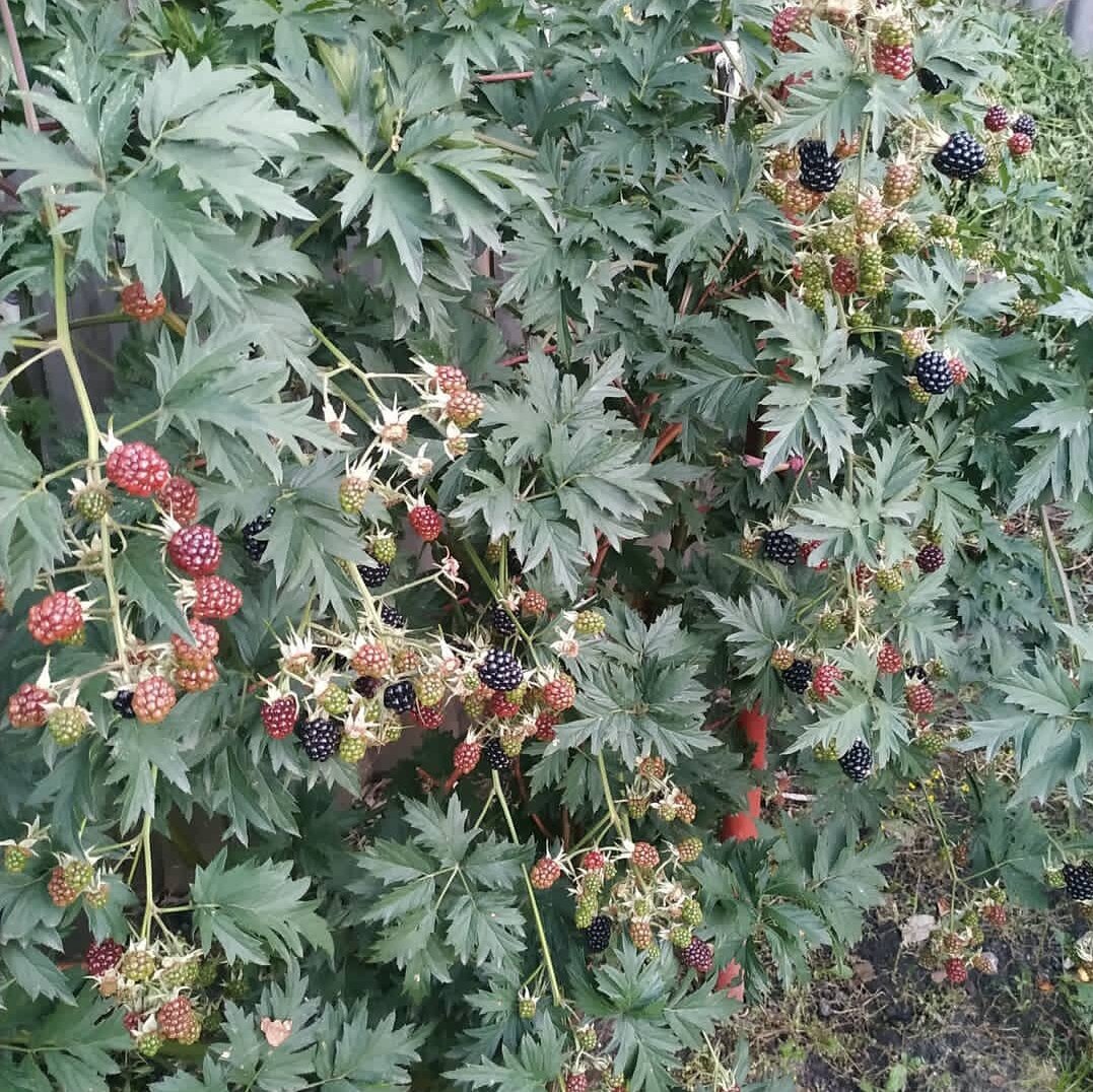 Ежевика начинает созревать. 