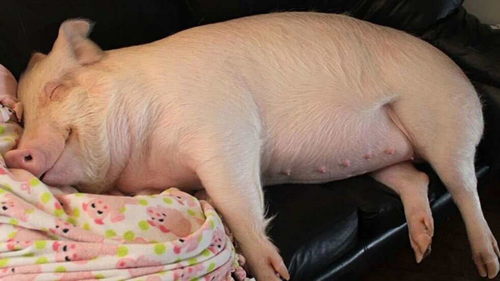 Но довольны вполне (иллюстрация из открытых источников)