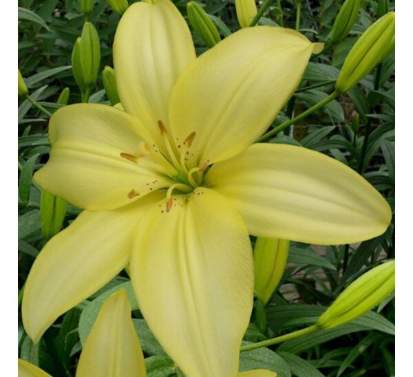 Изи Ванилла 