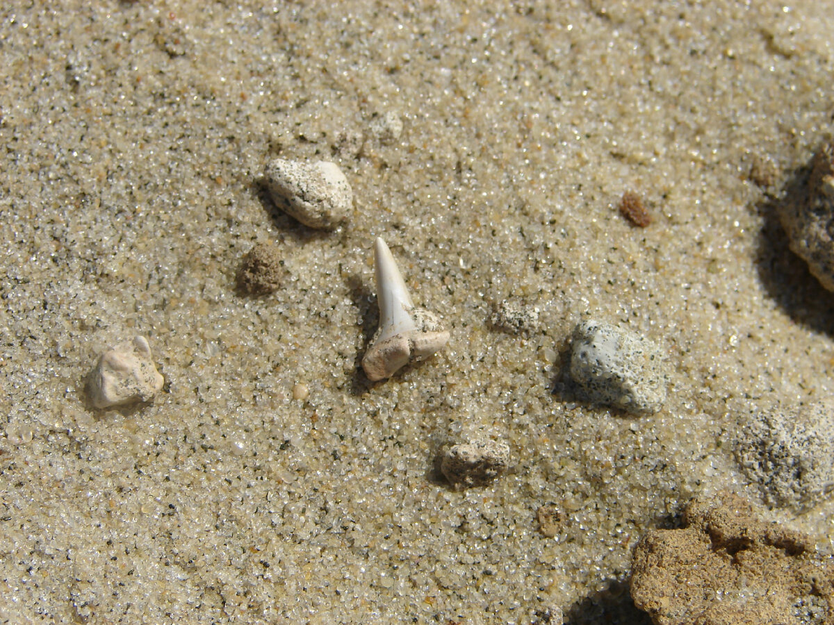 останки крупных морских рыб, живших 80 млн лет назад