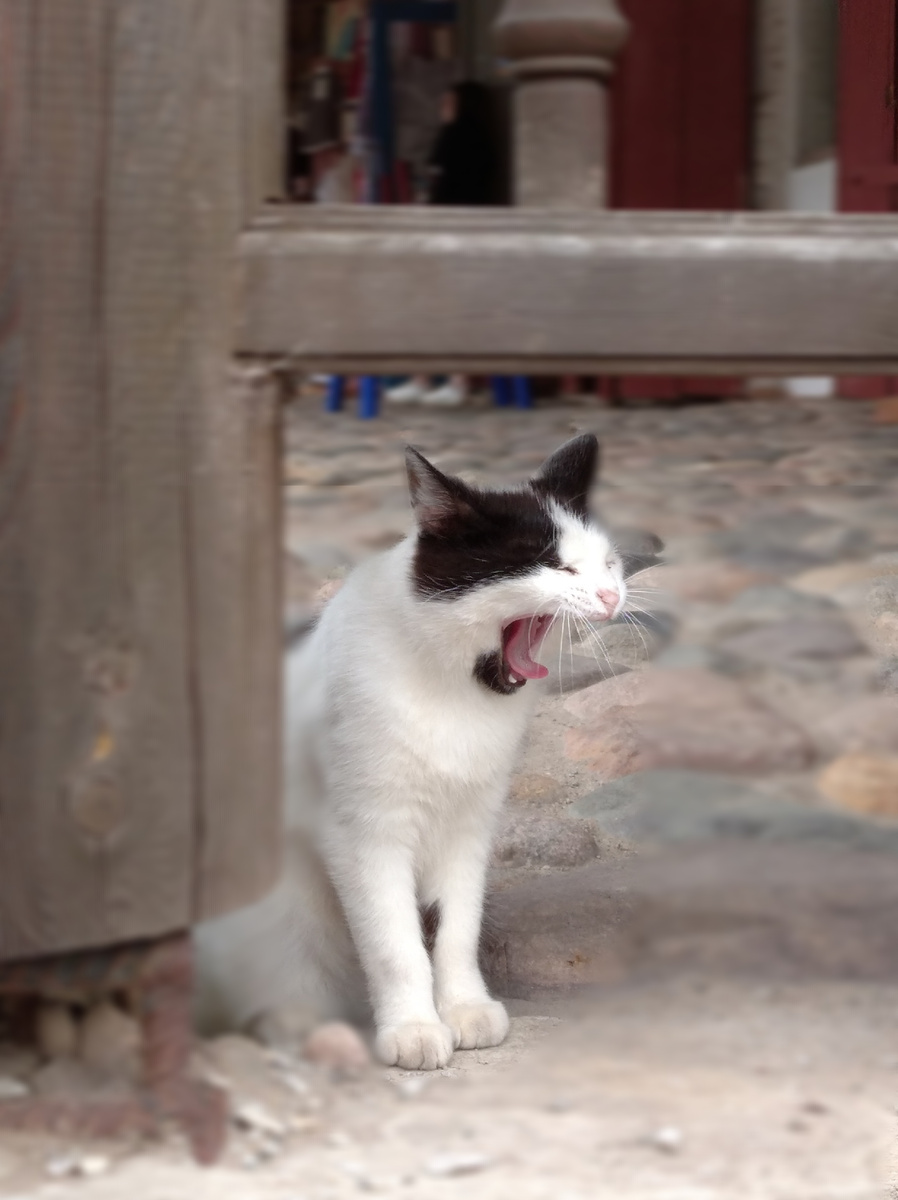 Если не ошибаюсь, то это кот из города Плёса