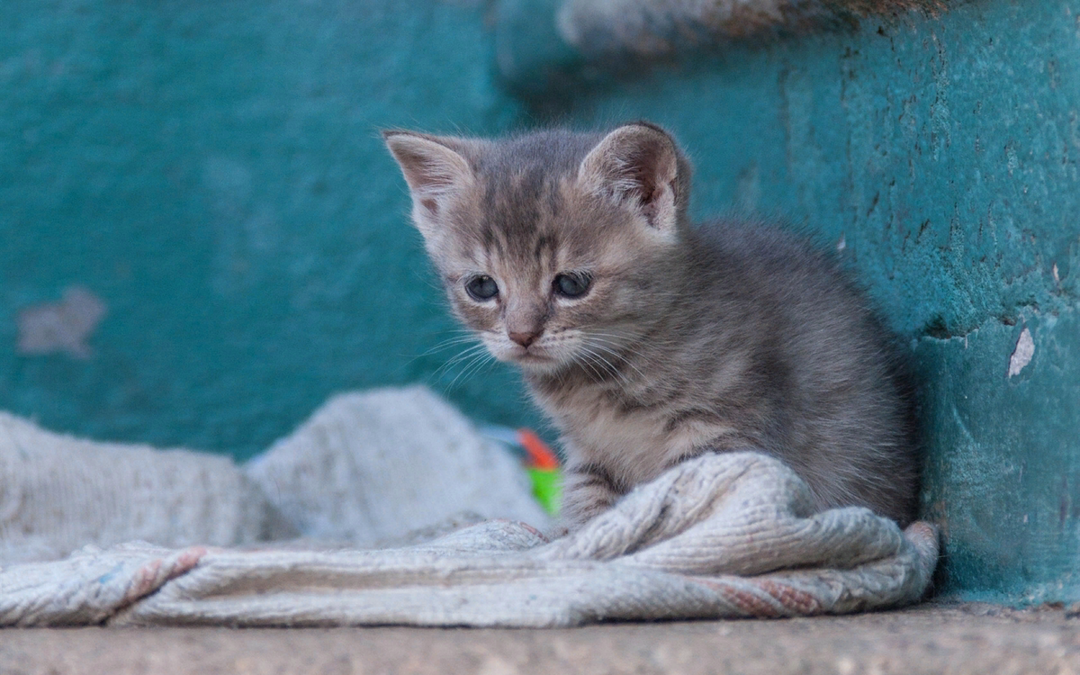 🐱Подобрали бездомную кошку, что делать дальше | Нос, хвост, лапы | Дзен