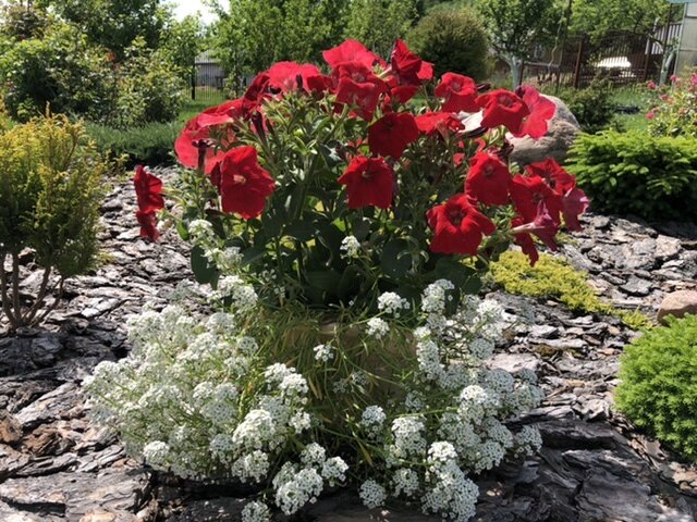 Петуния Лавина красная и Алиссум приморский Аллюр