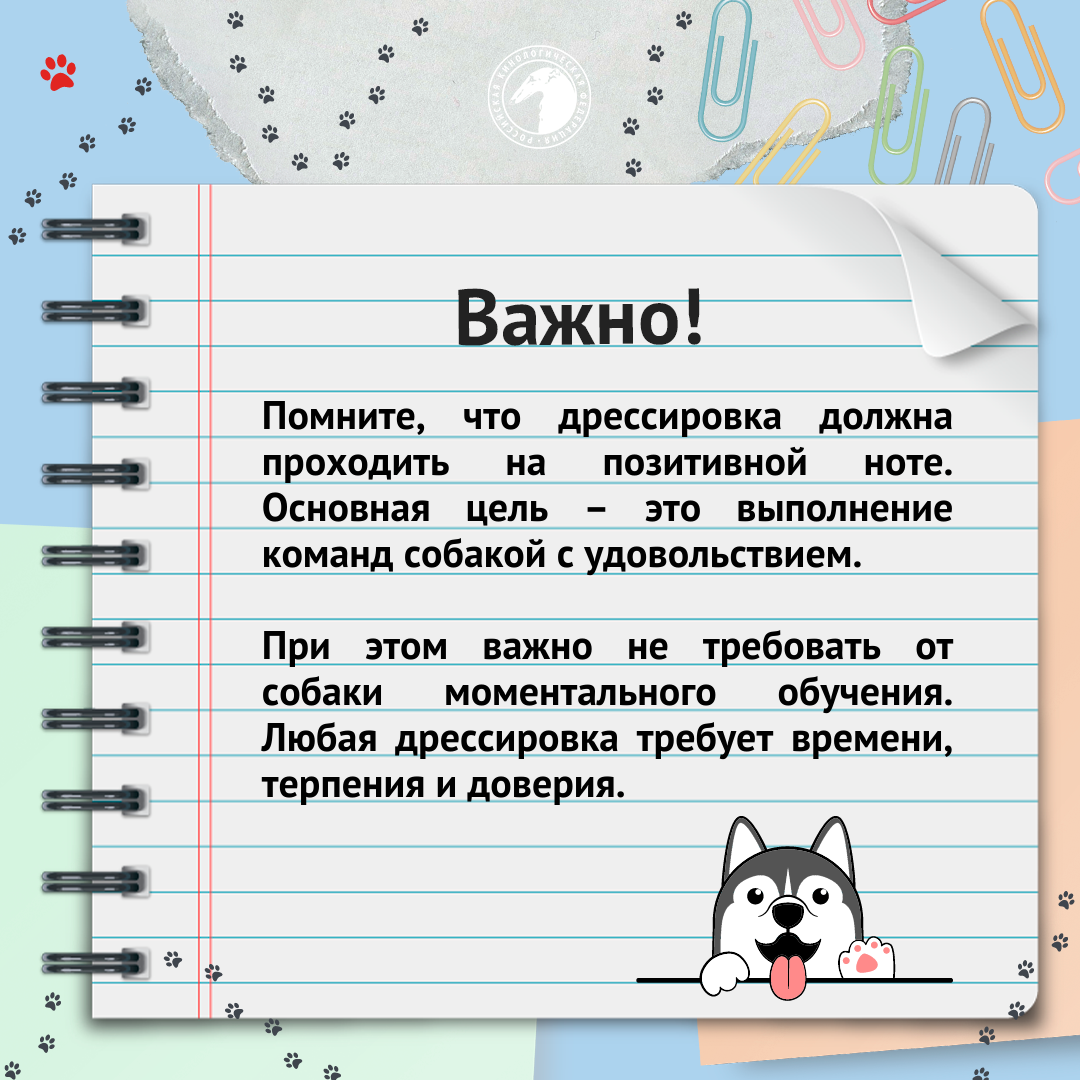 Как выбрать кинолога? | Российская кинологическая федерация | Дзен