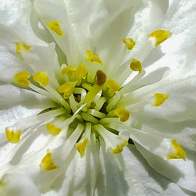 Махровый цветок сливы 