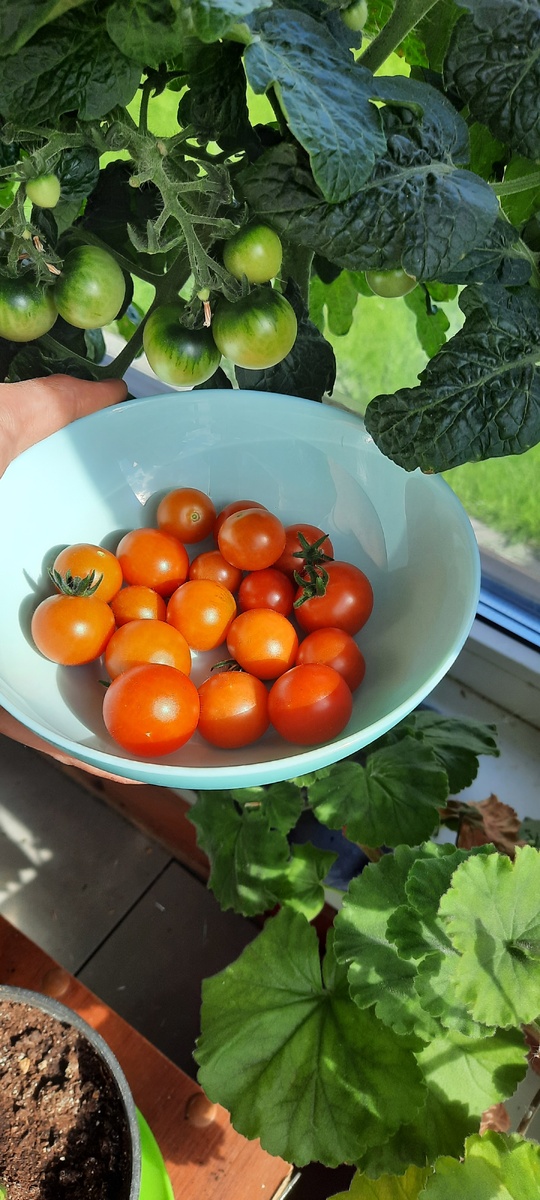 Вот такой урожай.